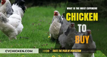 The World's Priciest Poultry: Unveiling the Most Expensive Chicken Breeds