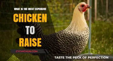 Raising Elite Poultry: The Costliest Chicken Breeds to Nurture