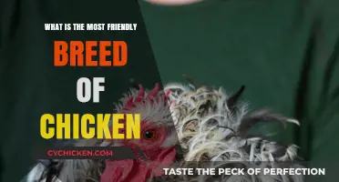 Discover the Most Friendly Chicken Breed for Your Backyard Flock