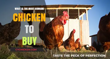 Choosing Compassion: The Most Humane Chicken Options for Ethical Buyers