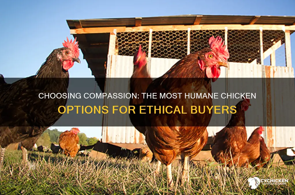 what is the most humane chicken to buy