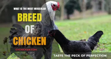 Discover the Most Muscular Chicken Breed: A Poultry Powerhouse Guide