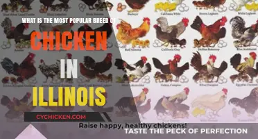 Illinois' Favorite Chicken Breed: Top Choice Revealed