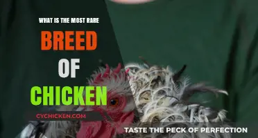 Discovering the World's Rarest Chicken Breed: A Fascinating Exploration