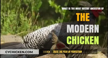 Unraveling the Ancient Origins of Modern Chickens