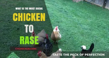 Top Social Chicken Breeds: Friendly Flock Favorites for Your Farm