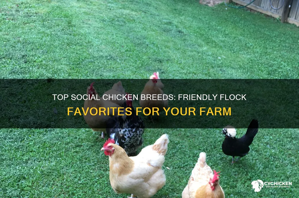 what is the most social chicken to rase
