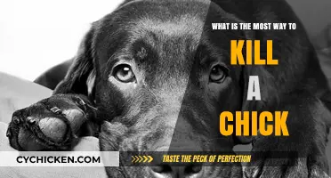 The Most Effective Ways to Kill a Chick