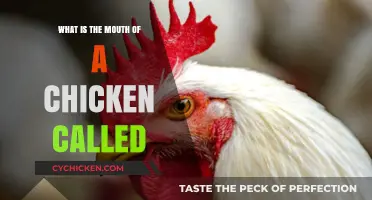 What is the Mouth of a Chicken Called? Unveiling the Beak's True Name