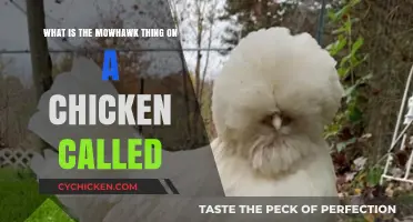 The Mohawk Mystery: What's That Chicken Hair Called?