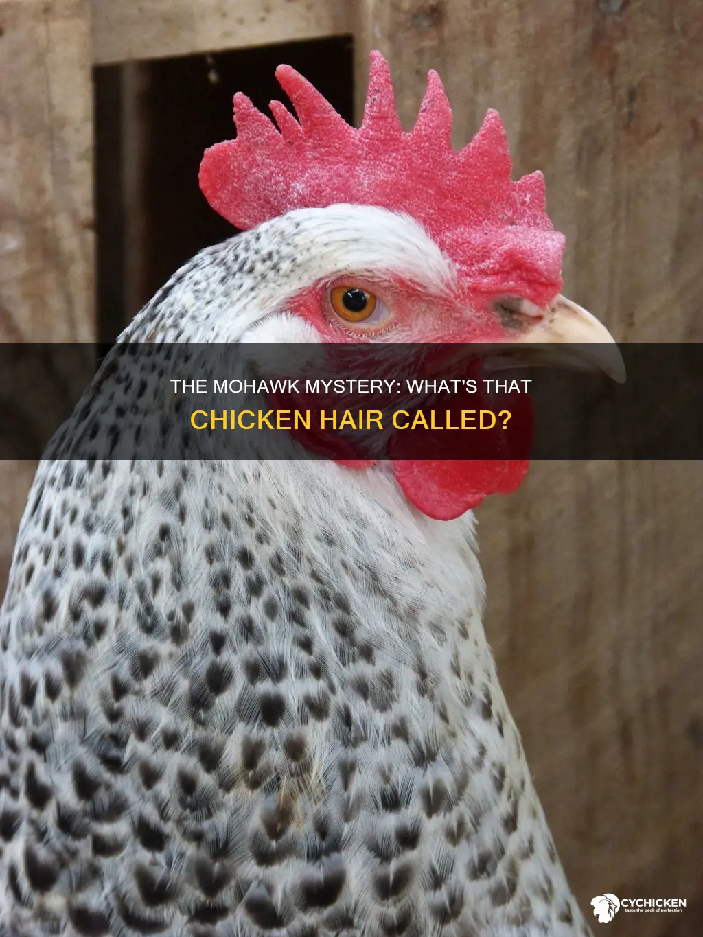 what is the mowhawk thing on a chicken called