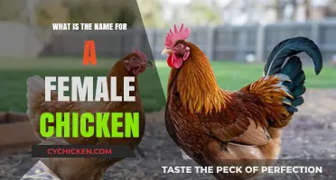 What’s a Female Chicken Called? Unveiling the Term for Hens