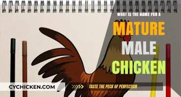 The Surprising Name for a Mature Male Chicken