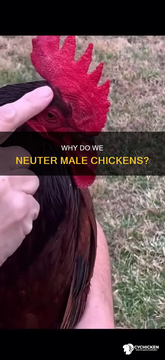 what is the name for a neutered male chicken brainly