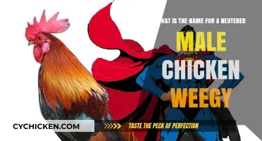 The Life of a Neutered Rooster