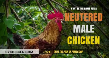 The Truth About Naming Neutered Male Chickens