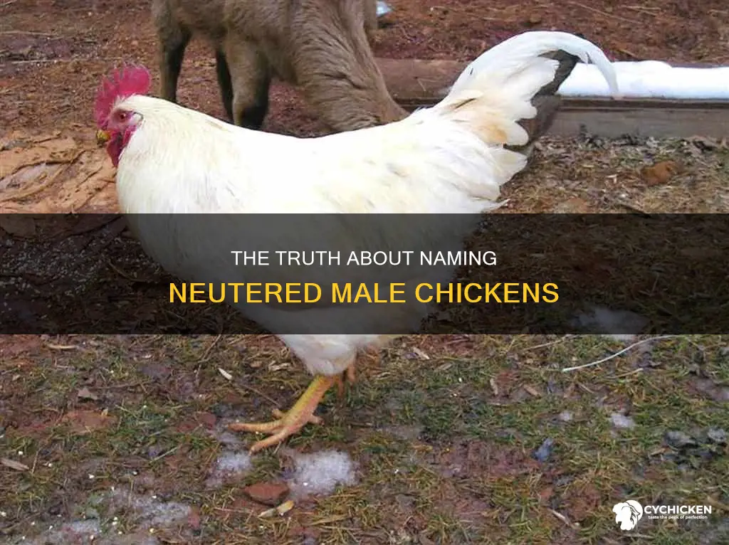 what is the name for a neutered male chicken