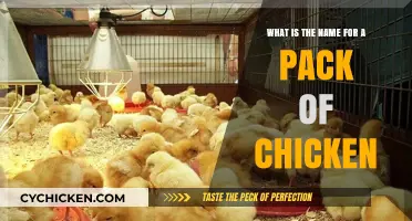 The Collective Noun for Chickens and Why It Matters