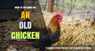What’s the Name for an Old Chicken? Uncovering Poultry Terminology