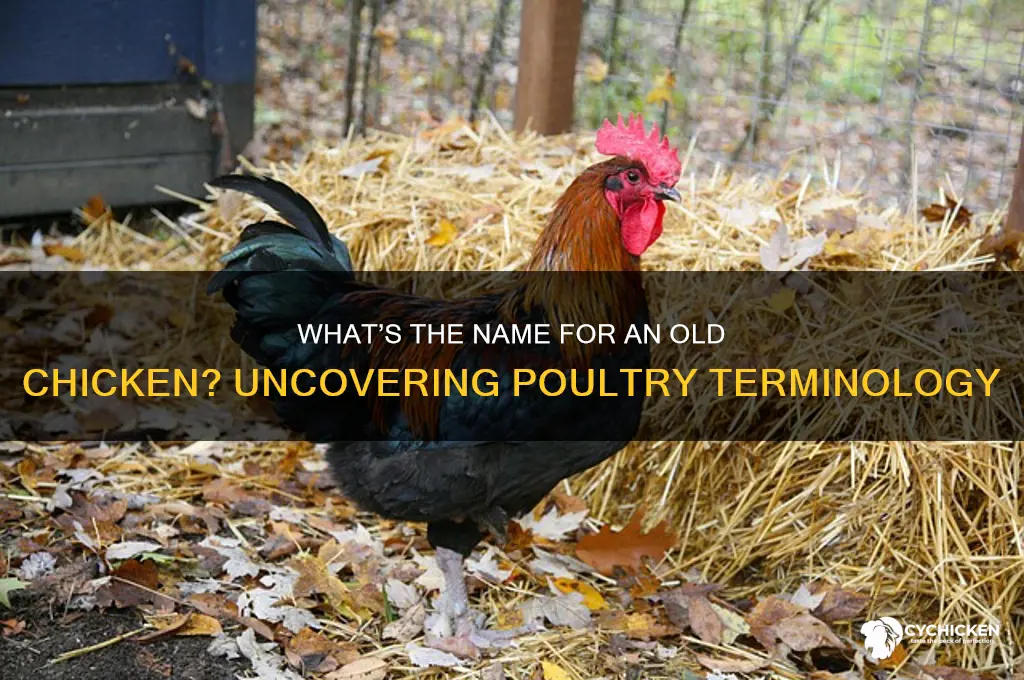 what is the name for an old chicken