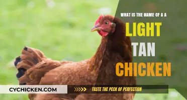 Tan Chicken Breed Names: Know Your Fowl