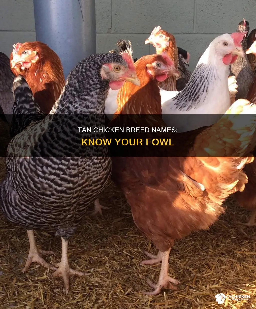 what is the name of a a light tan chicken