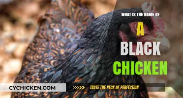 Unveiling the Mystery: What is the Name of a Black Chicken?