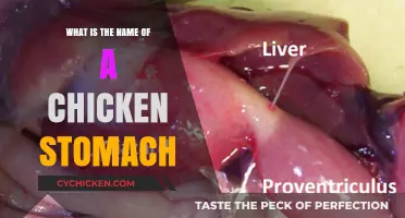 Unveiling the Mystery: What's the Name of a Chicken's Stomach?