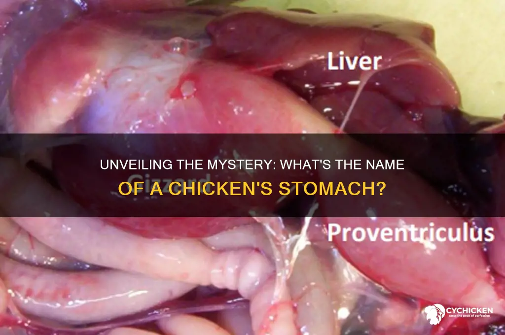 what is the name of a chicken stomach