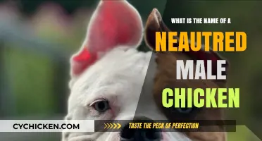 The Truth About Male Chickens: Why They're Neutered