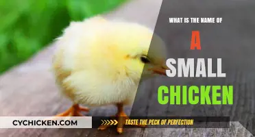 What’s a Small Chicken Called? Discover the Adorable Name!