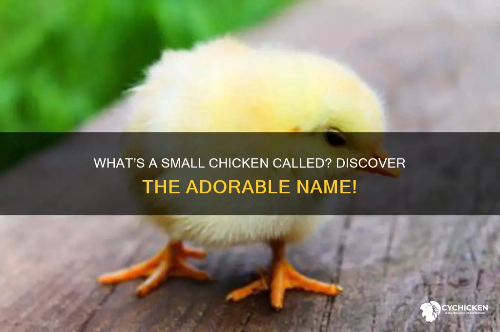 what is the name of a small chicken