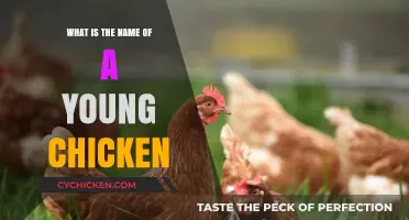 What’s a Young Chicken Called? Discover the Adorable Name!