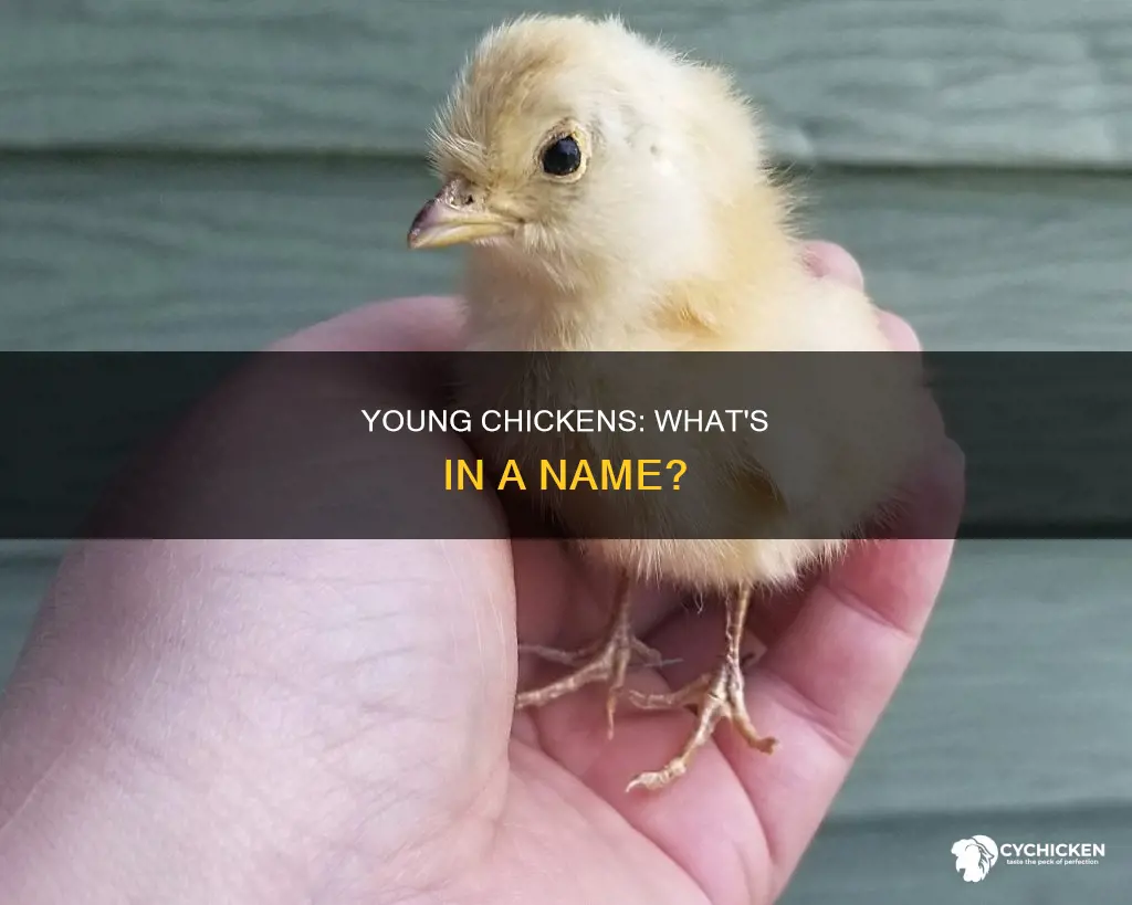 what is the name of a young offspring chicken