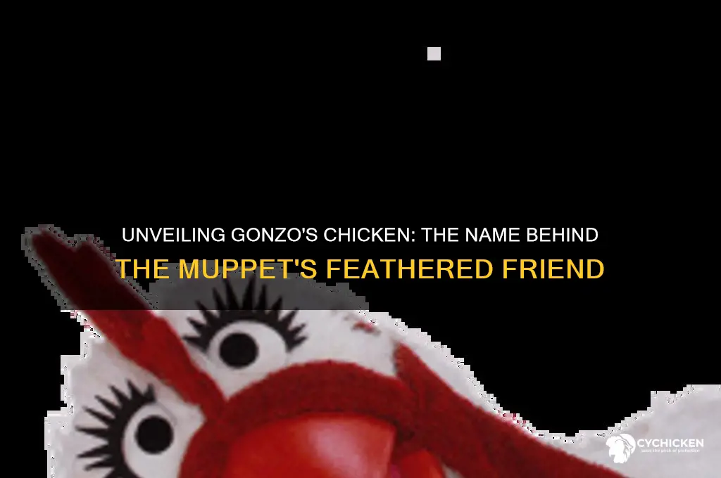 what is the name of gonzo