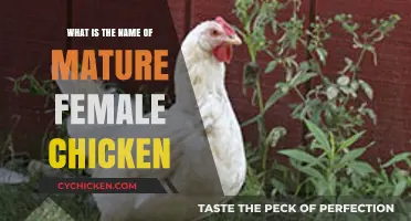 What’s the Name of a Mature Female Chicken? Discover the Answer!
