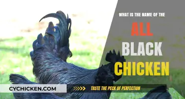 The Silkie Chicken: An All-Black Feathered Wonder