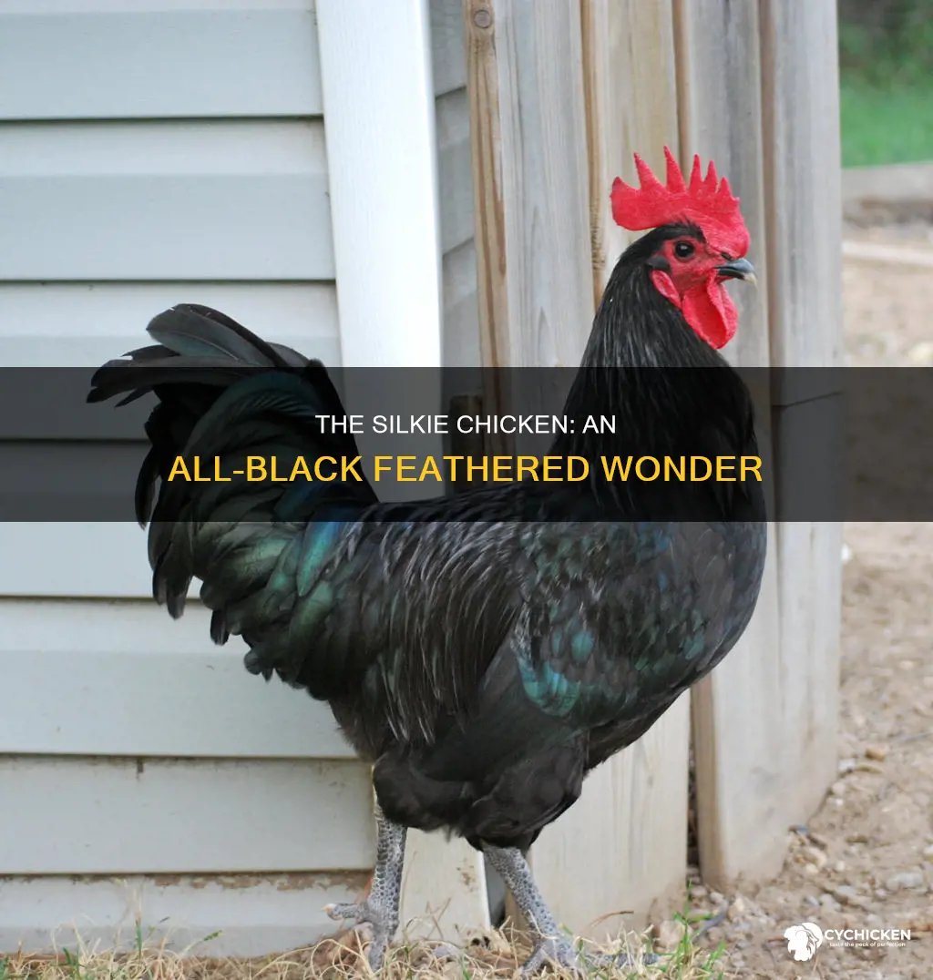 what is the name of the all black chicken