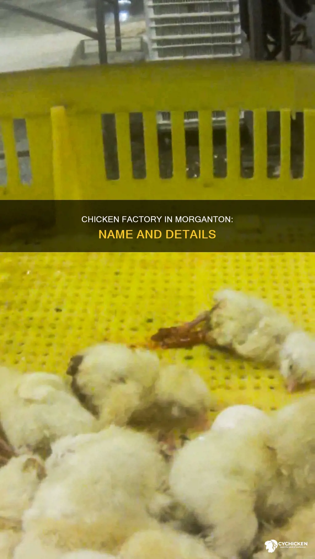 what is the name of the chicken factory in morganton