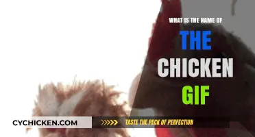 The Viral Chicken GIF: Uncovering Its Name and Origin Story