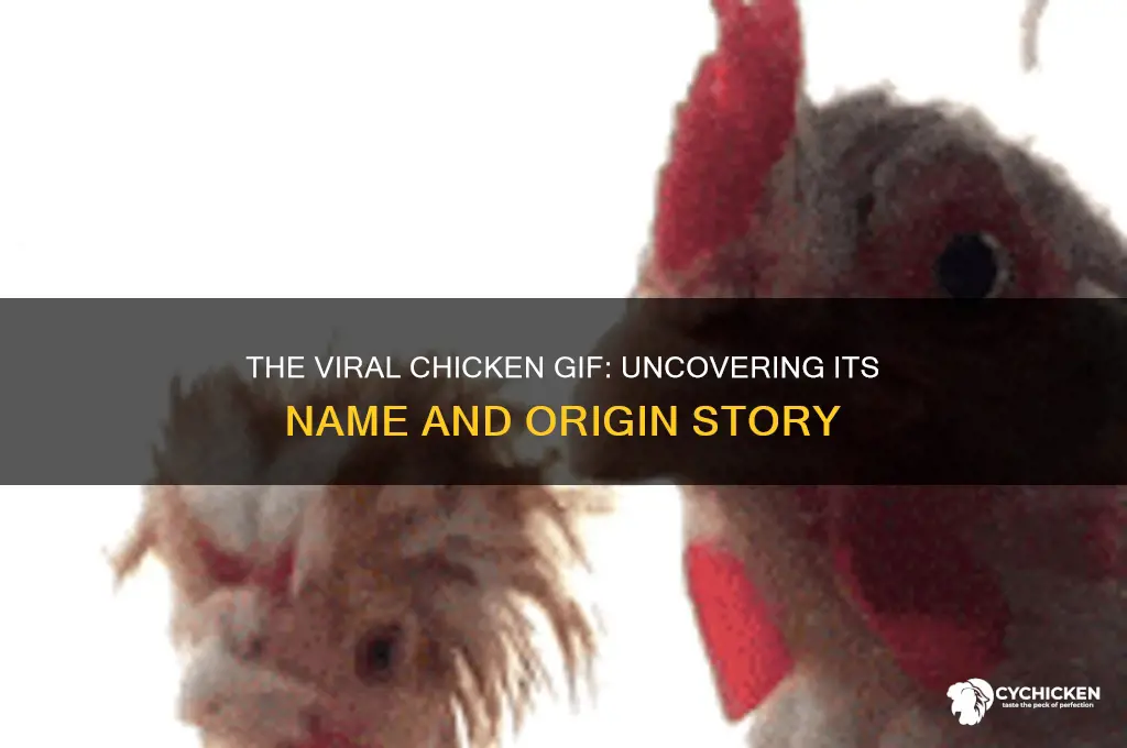 what is the name of the chicken gif