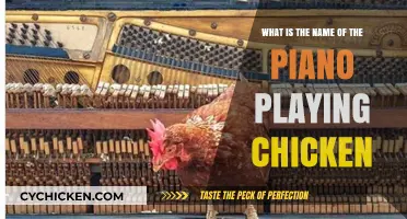 Clucking Keys: The Piano-Playing Chicken's Story