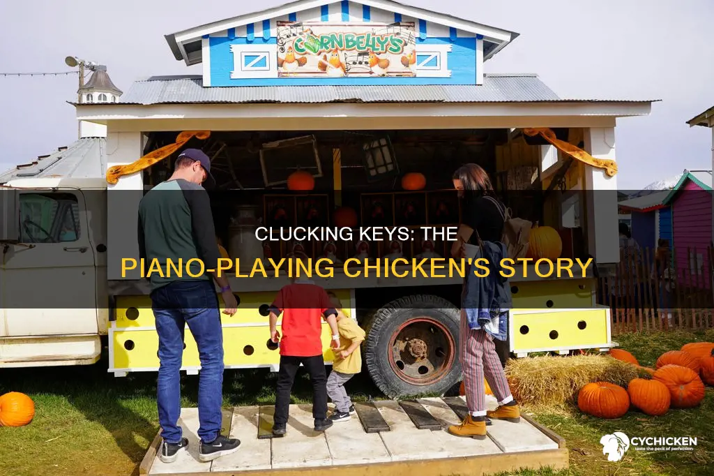 what is the name of the piano playing chicken