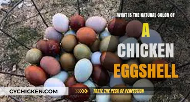 The Natural Color of Chicken Eggshells: Nature's Palette