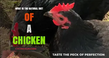 Understanding Chickens' Natural Diet: What They Eat in the Wild