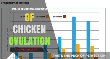 Understanding the Natural Ovulation Frequency in Chickens: A Comprehensive Guide