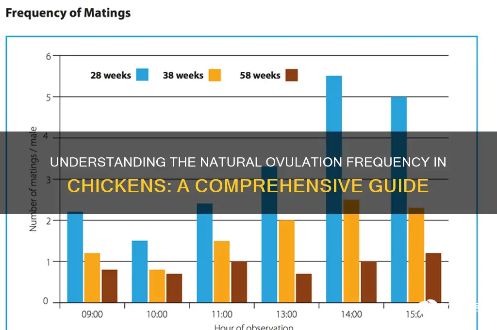 what is the natural frequency of chicken ovulation