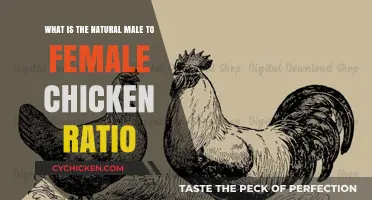 Ideal Chicken Flock Ratio: Males to Females