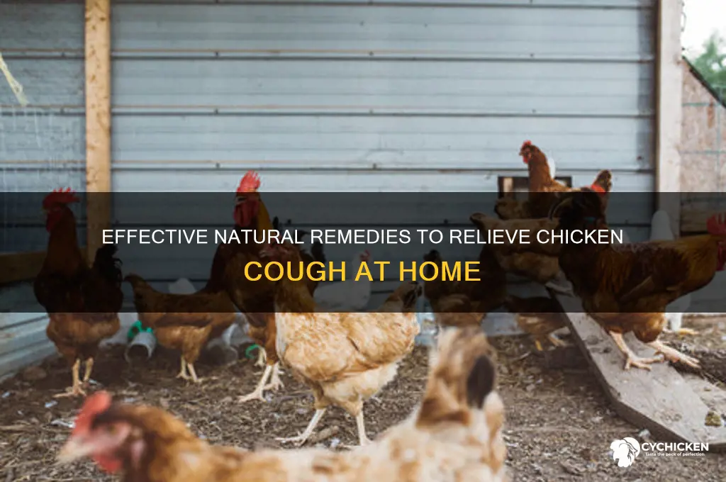 what is the natural remedies for chicken cough