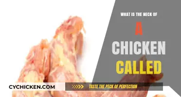 Understanding the Chicken's Neck: Anatomy and Proper Terminology Explained